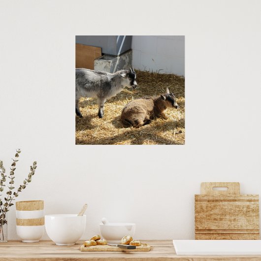 Ziegen Sonnenbaden Poster (Küche)