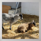 Ziegen Sonnenbaden Poster (Vorne)
