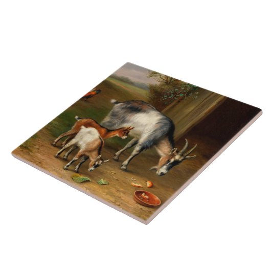 Ziegen und Hühner im Betrieb Fliese (Seite)