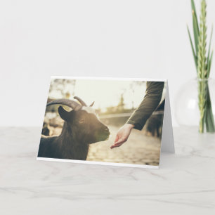 Ziegen und Ziegen (21) Karte