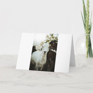 Ziegen und Ziegen (40) Karte