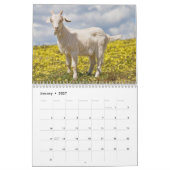 Ziegen-Wandkalender Kalender (Jan 2027)