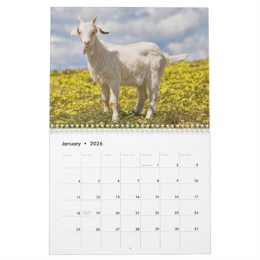 Ziegen-Wandkalender Kalender (Jan 2026)