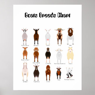 Ziegen Zuchtposter Poster