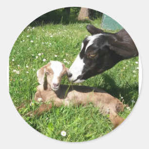 Ziegenaufkleber Set 6 Runder Aufkleber