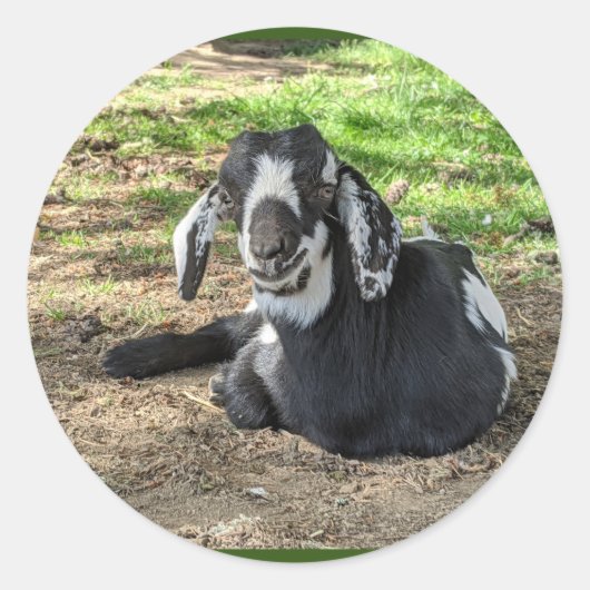 Ziegenaufkleber Set 6 Runder Aufkleber (Vorderseite)