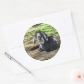 Ziegenaufkleber Set 6 Runder Aufkleber (Umschlag)