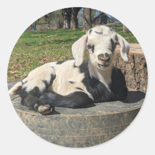 Ziegenaufkleber Set 6 Runder Aufkleber