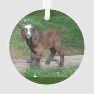 Ziegenbabylornament 2 Bilder Ornament