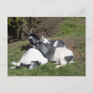 Ziegenbabys genießen die Sonne Postkarte