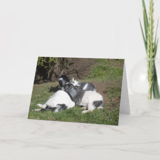 Ziegenbabys liegen in der Sonne Karte