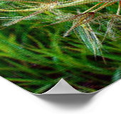 Ziegenbart Poster (Ecke)