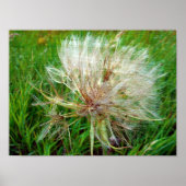 Ziegenbart Poster (Vorne)