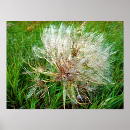 Ziegenbart Poster (Vorne)