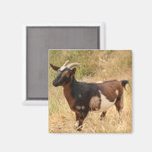 Ziegenbild Magnet (Vorderseite/Rückseite)