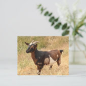 Ziegenbild Postkarte (Stehend Vorderseite)