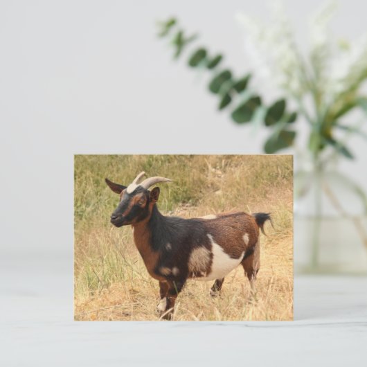 Ziegenbild Postkarte (Stehend Vorderseite)