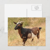 Ziegenbild Postkarte (Vorne/Hinten)