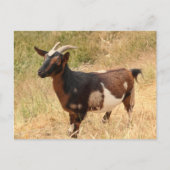 Ziegenbild Postkarte (Vorderseite)