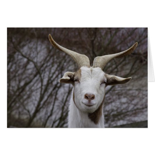 Ziegenbock (Vorderseite (Horizontal))