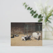Ziegenfamilie Postkarte (Stehend Vorderseite)