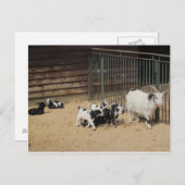 Ziegenfamilie Postkarte (Vorne/Hinten)