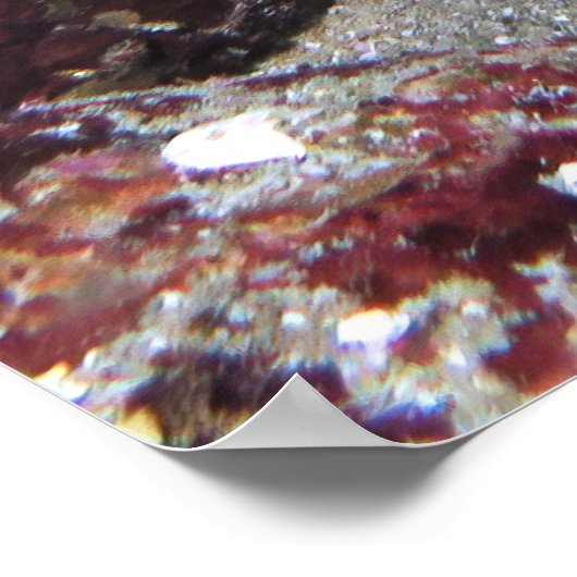 Ziegenfisch Poster (Ecke)