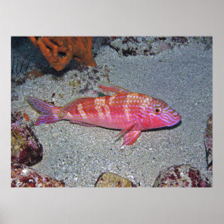 Ziegenfisch Poster