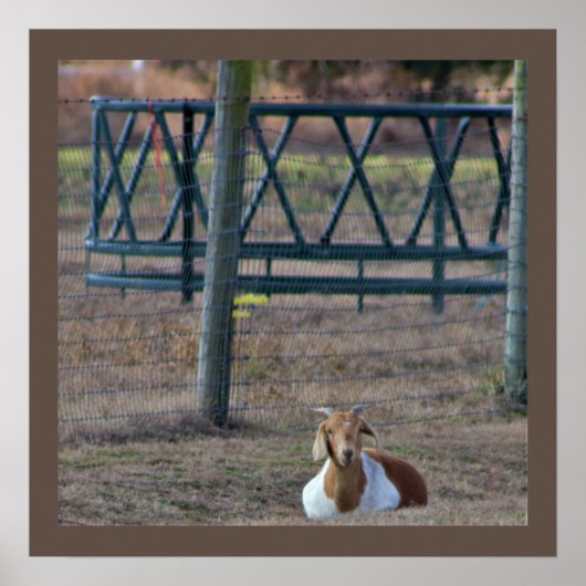 ZiegenFoto Poster (Vorne)