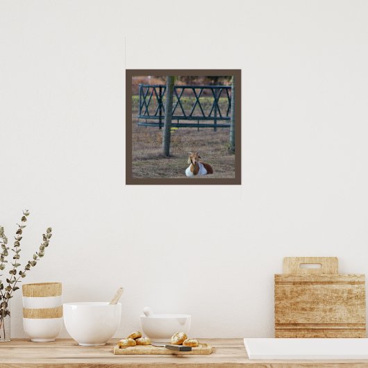 ZiegenFoto Poster (Küche)