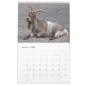 Ziegenkalender Kalender (Jan 2027)