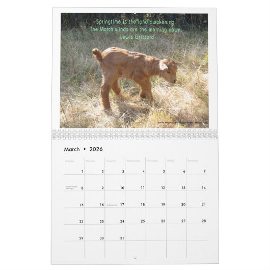 Ziegenkalender Schöne Ziegen EngelZiegen Kalender (Mär 2026)