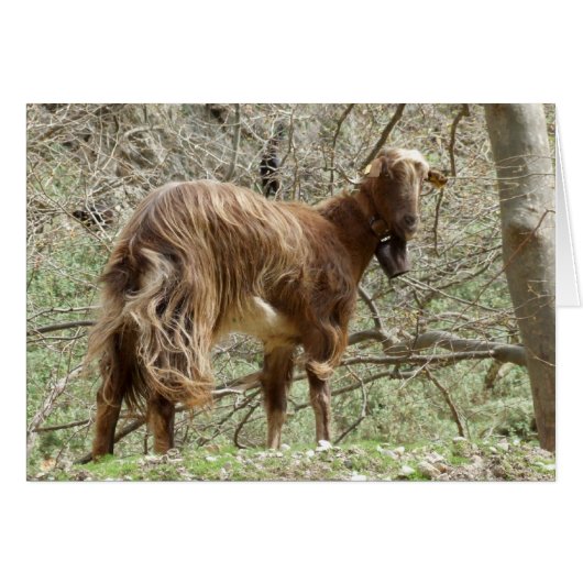 Ziegenkarte (Vorderseite (Horizontal))