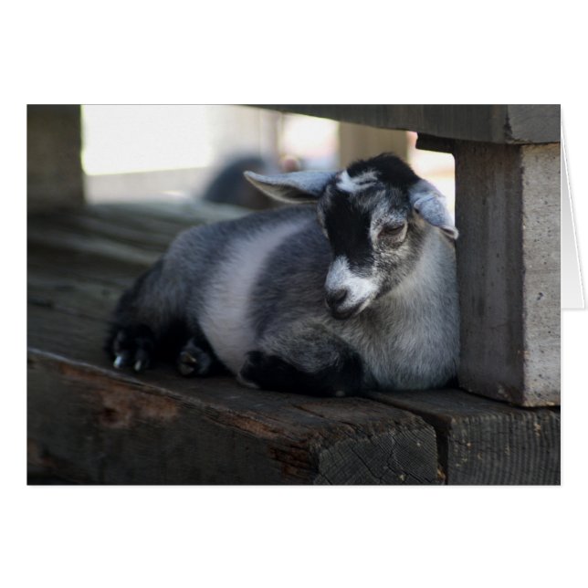 Ziegenkarte (Vorderseite (Horizontal))