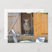 Ziegenkarte Postkarte (Vorne/Hinten)