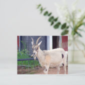 Ziegenkarte Postkarte (Stehend Vorderseite)