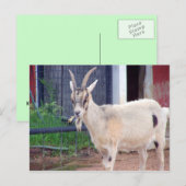 Ziegenkarte Postkarte (Vorne/Hinten)