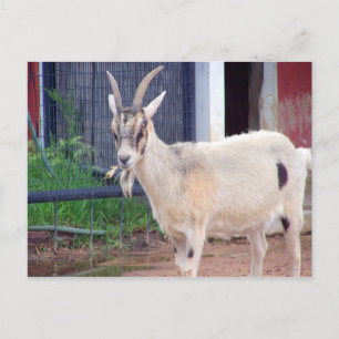 Ziegenkarte Postkarte