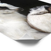 Ziegenkinder Fotodruck (Ecke)