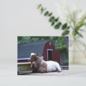 Ziegenkühler Postkarte (Stehend Vorderseite)