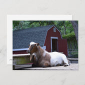 Ziegenkühler Postkarte (Vorne/Hinten)