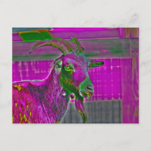 Ziegenkunst Postkarte