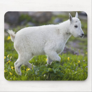 Ziegenlamm am Logan Pass im Glacier Mousepad