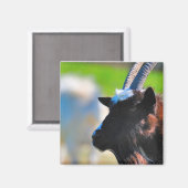 Ziegenmagnet Magnet (Vorderseite/Rückseite)