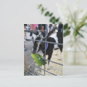 Ziegenpfeife Postkarte (Stehend Vorderseite)