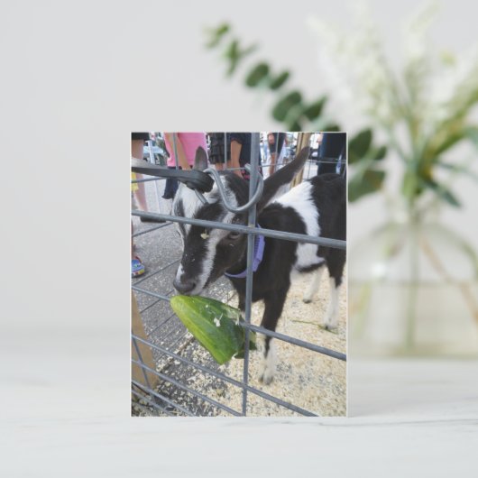 Ziegenpfeife Postkarte (Stehend Vorderseite)