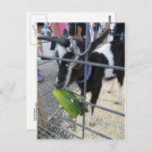 Ziegenpfeife Postkarte (Vorne/Hinten)