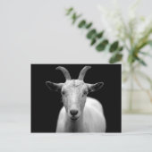 Ziegenportrait in Schwarz-Weiß Postkarte (Stehend Vorderseite)