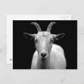 Ziegenportrait in Schwarz-Weiß Postkarte (Vorne/Hinten)