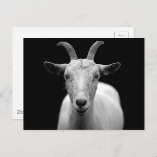 Ziegenportrait in Schwarz-Weiß Postkarte (Vorne/Hinten)
